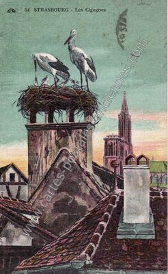 Carte postale ancienne Les Cigognes — Strasbourg (Bas-Rhin)