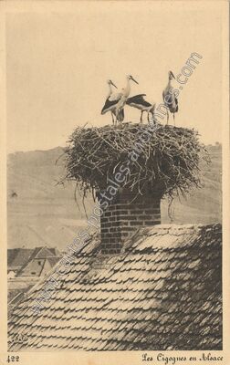 Carte postale ancienne Les Cigognes — Non Localisée (Bas-Rhin)