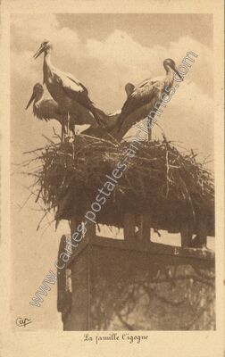 Carte postale ancienne Les Cigognes — Non Localisée (Bas-Rhin)