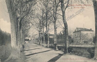 Carte postale ancienne Avenue d'Elne — Bages (Pyrénées-Orientales)