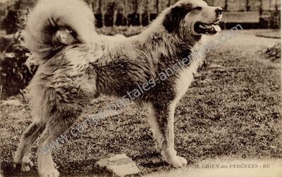 Carte postale ancienne Chien des Pyrenees — Non Localisée (Hautes-Pyrénées)