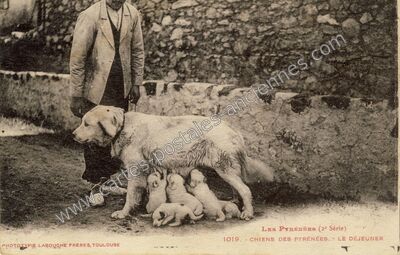 Carte postale ancienne Chiens des Pyrenees — Non Localisée (Pyrénées-Atlantiques)