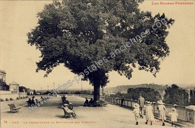 Carte postale ancienne Le Grand Chêne du Boulevard des Pyrénées — Pau (Pyrénées-Atlantiques)