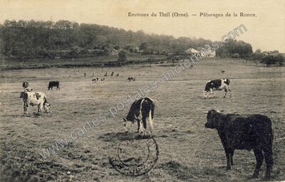 Carte postale ancienne Mâle