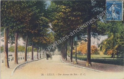 Carte postale ancienne Une Avenue du Bois — Lille (Nord)