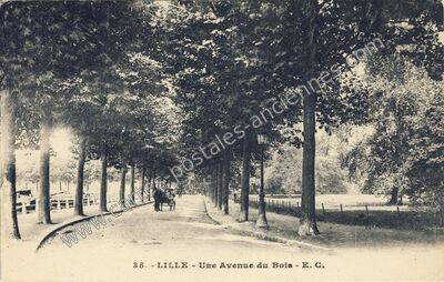 Carte postale ancienne Une Avenue du Bois — Lille (Nord)