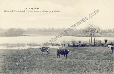 Carte postale ancienne La Mayenne — Les Bords de l'Étang de la Chaine — Le Bourgneuf-la-Forêt (Mayenne)