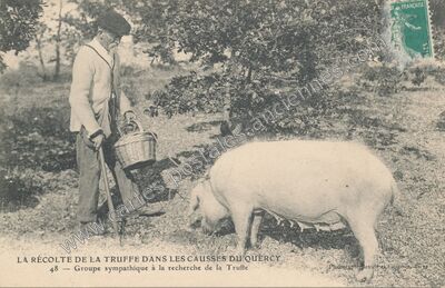 Carte postale ancienne La Recolte — Non Localisée (Lot)