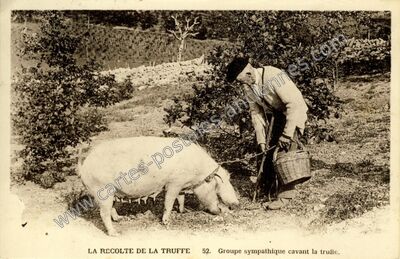 Carte postale ancienne La Recolte — Non Localisée (Lot)