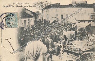 Carte postale ancienne Marché aux Truffes — Concots (Lot)