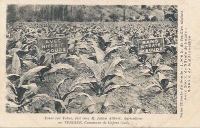 Carte postale ancienne Essai sur Tabac — Larnagol (Lot)
