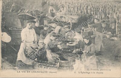 Carte postale ancienne La Vie en Champagne — Non Localisée (Marne)