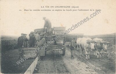 Carte postale ancienne La Vie en Champagne — Non Localisée (Marne)