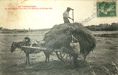 Carte postale ancienne La Récolte du Foin dans les Marais — Denneville (Manche)