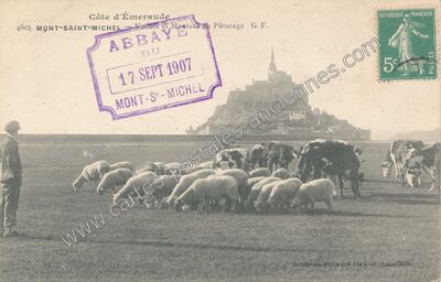 Carte postale ancienne Vaches et Moutons au Pâturage — Le Mont-Saint-Michel (Manche)
