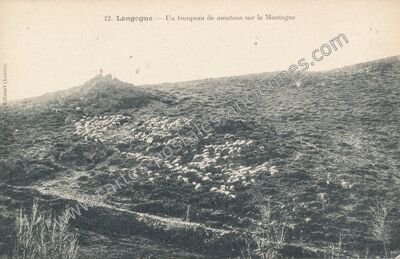 Carte postale ancienne Un troupeau de moutons sur la Montagne — Langogne (Lozère)