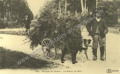 Carte postale ancienne Attelage de Chiens — Non Localisée (Loiret)
