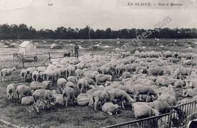 Carte postale ancienne En Beauce — Non Localisée (Loiret)