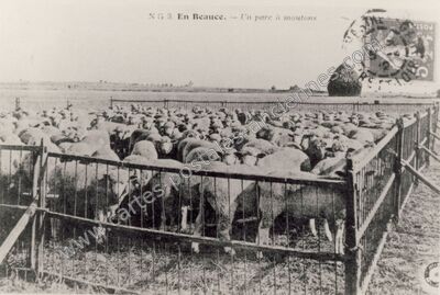 Carte postale ancienne En Beauce — Non Localisée (Loiret)