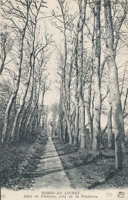 Carte postale ancienne Allée de Platanes, près de la Papeterie — Olivet (Loiret)