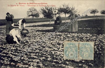 Carte postale ancienne La Récolte du Safran. - Safranières et Cueillette de la Fleur — Pithiviers (Loiret)