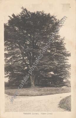 Carte postale ancienne Cèdre (1810) — Vrigny (Loiret)