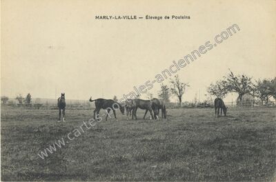 Carte postale ancienne Élevage de Poulains — Marly-la-Ville (Val-d'Oise)