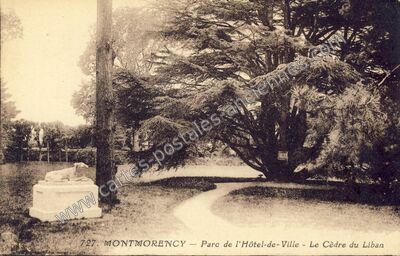 Carte postale ancienne Parc de l'Hôtel-de-Ville - Le Cèdre du Liban — Montmorency (Val-d'Oise)