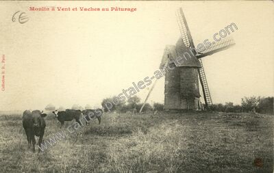 Carte postale ancienne Moulin à Vent et Vaches au Pâturage — Suresnes (Hauts-de-Seine)