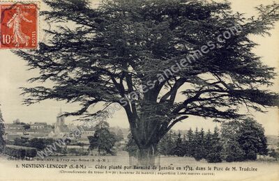 Carte postale ancienne Cèdre planté par Bernard de Jussieu en 1734, dans le Parc de M. Trudaine — Montigny-Lencoup (Seine-et-Marne)
