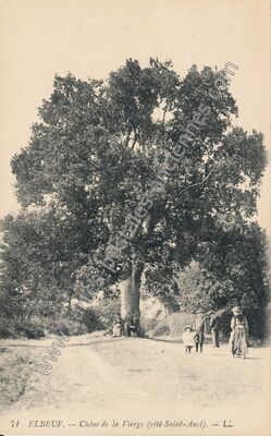 Carte postale ancienne Chêne de la Vierge (côté Saint-Auci) — Elbeuf (Seine-Maritime)
