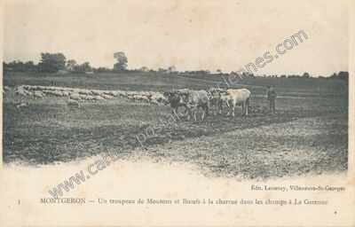 Carte postale ancienne Un troupeau de Moutons et Bœufs à la charrue dans les champs à La Garenne — Montgeron (Essonne)