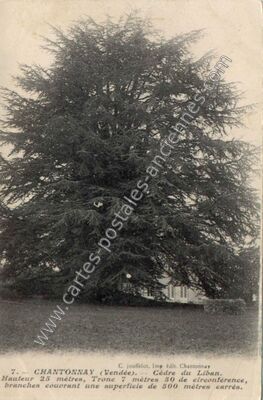 Carte postale ancienne Cèdre du Liban — Chantonnay (Vendée)