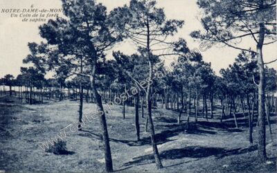 Carte postale ancienne Un Coin de la forêt de sapins — Notre-Dame-de-Monts (Vendée)