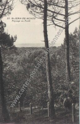 Carte postale ancienne Paysage en Forêt — Saint-Jean-de-Monts (Vendée)
