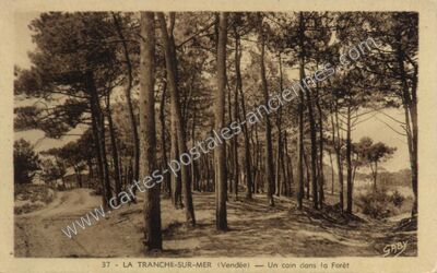 Carte postale ancienne Un coin dans la Forêt — La Tranche-sur-Mer (Vendée)