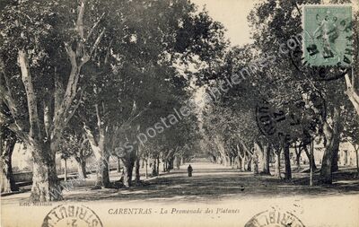 Carte postale ancienne La Promenade des Platanes — Carpentras (Vaucluse)