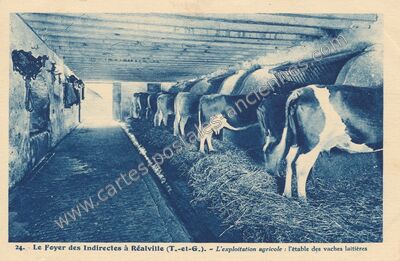 Carte postale ancienne Le Foyer des Indirectes - L'exploitation agricole : l'étable des vaches laitières — Réalville (Tarn-et-Garonne)
