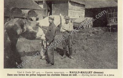 Carte postale ancienne Dans une ferme les poilus teignent les chevaux blancs en noir — Mailly-Maillet (Somme)