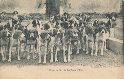 Carte postale ancienne Meute de la Duchesse d'Uzes — La Boissière-École (Yvelines)