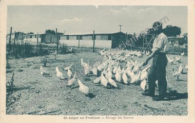 Carte postale ancienne Elevage des Sources — Saint-Léger-en-Yvelines (Yvelines)