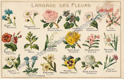 Carte postale ancienne Langage des Fleurs — Langage des Fleurs — Fantaisie