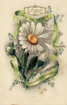 Carte postale ancienne Le Langage des Fleurs — Langage des Fleurs — Fantaisie
