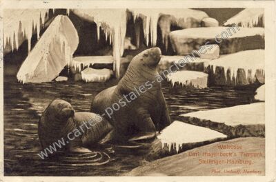 Carte postale ancienne Walrosse — Hamburg — Allemagne