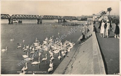 Carte postale ancienne The Swans — Weymouth — Angleterre