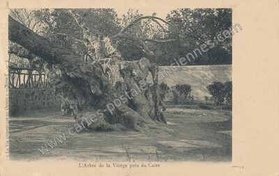 Carte postale ancienne L'Arbre de la Vierge — Le Caire — Egypte