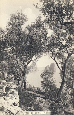 Carte postale ancienne Fra gli ulivi — Capri — Italie
