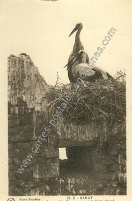 Carte postale ancienne Rabat — Rabat — Maroc