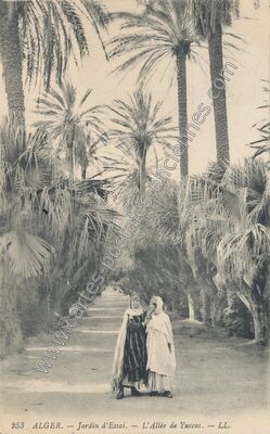 Carte postale ancienne Jardin d'Essai. — L'Allée de Yuccas — Alger — Algérie