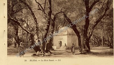 Carte postale ancienne Le Bois Sacré — Blida — Algérie